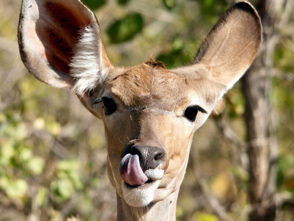 Koedoe in Kruger NP